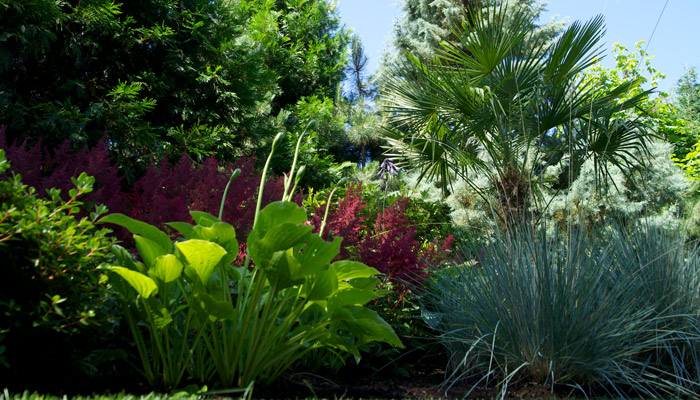 residential landscaping plants