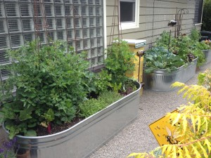 Metal raised garden beds with various plants, including tomatoes and leafy greens, on gravel. 