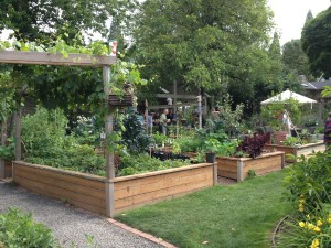 A garden with raised wooden beds, filled with plants. People are walking around.