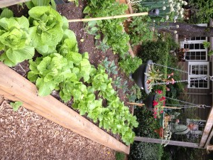 Raised garden bed filled with leafy greens, hanging planters, and bushes. A wooden frame surrounds the bed.