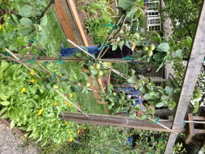 A wooden fence with apple branches growing up it, a garden with raised beds, and people. 