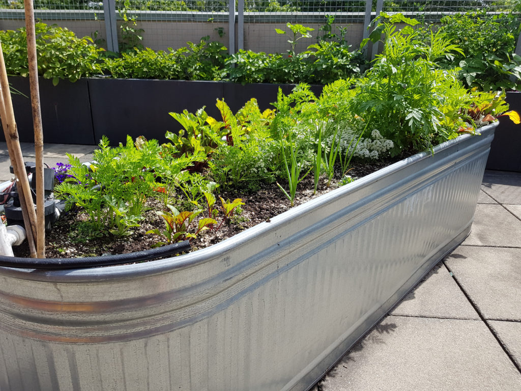 Galvanized Tub Garden for Small Spaces