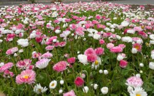 Flowering lawn 