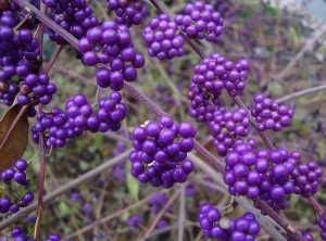 beautyberry