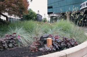 Moda Center's landscape is being renovated to emphasize local and  drought tolerant species. 